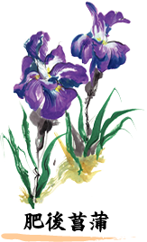 肥後菖蒲