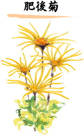 肥後菊