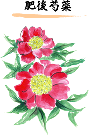 肥後芍薬